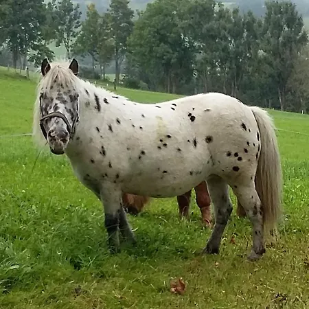 Oberhaslinghof *