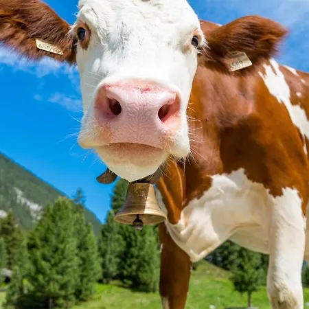 Oberhaslinghof Saalfelden