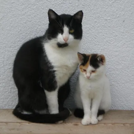 Farma Oberhaslinghof Saalfelden