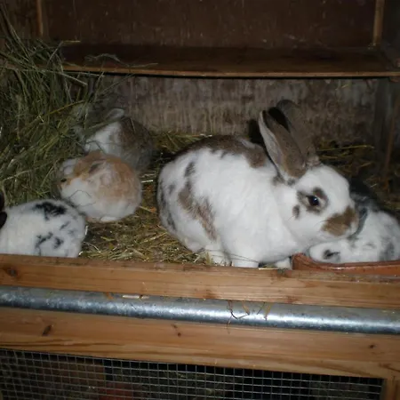 Oberhaslinghof Farma Saalfelden