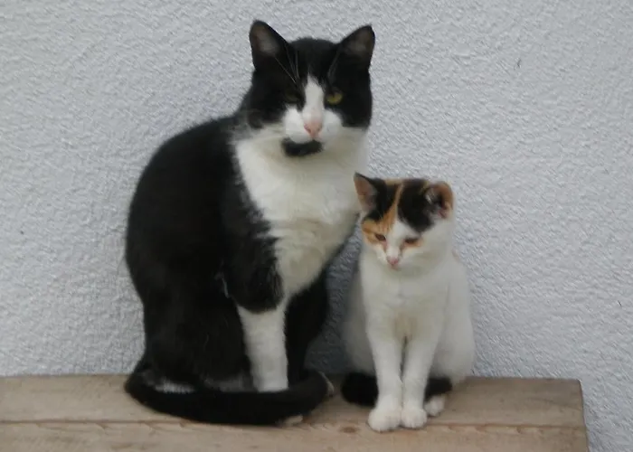Alojamento de Turismo Rural Oberhaslinghof Saalfelden