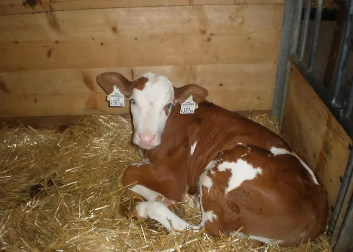 Farma Oberhaslinghof