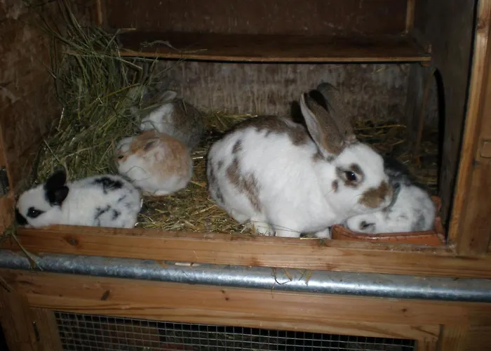 Oberhaslinghof Farma Saalfelden